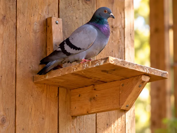 Taube auf einem Sitzbrett aus Holz an der Schlagwand