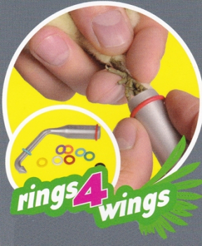 Preview: E-Z Elastic Ringe Ø 3,0 mm - Starterkit oder 50 Ringe